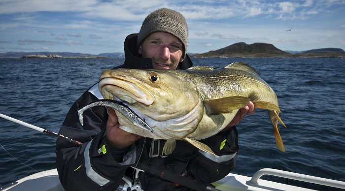 Fisherman holding an arctic cod while fishing in Flatanger, Namdalen.